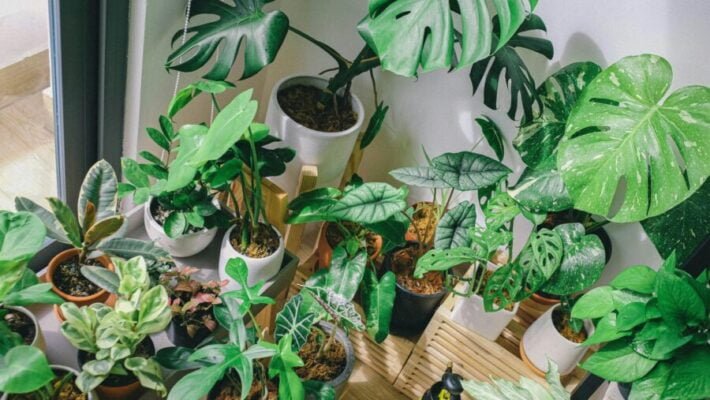 Fungicidas Alternativos 7 Dicas Para Proteger e Salvar Suas Plantas