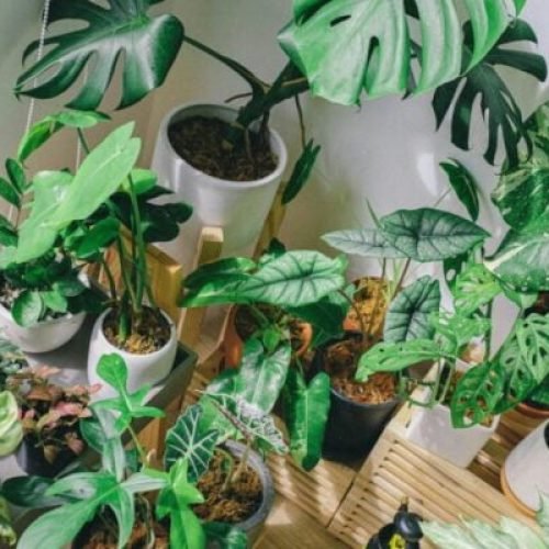 Fungicidas Alternativos 7 Dicas Para Proteger e Salvar Suas Plantas