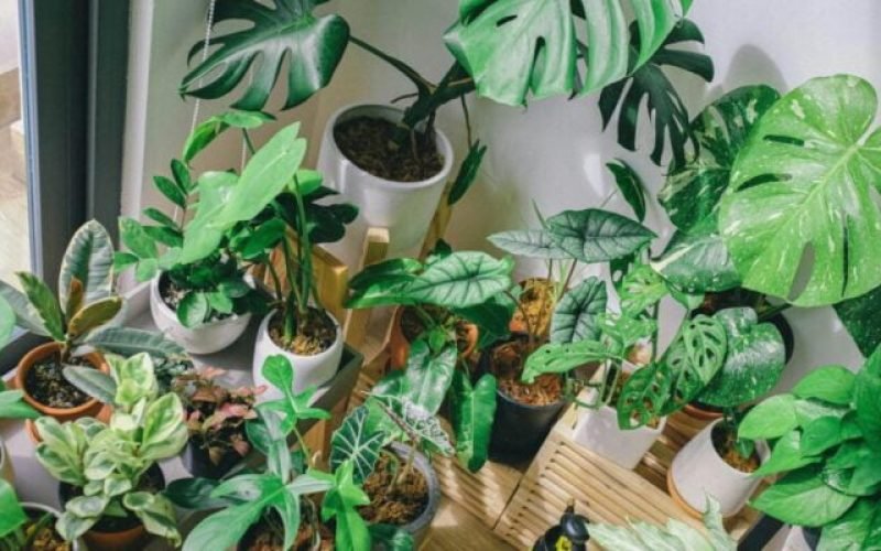 Fungicidas Alternativos 7 Dicas Para Proteger e Salvar Suas Plantas