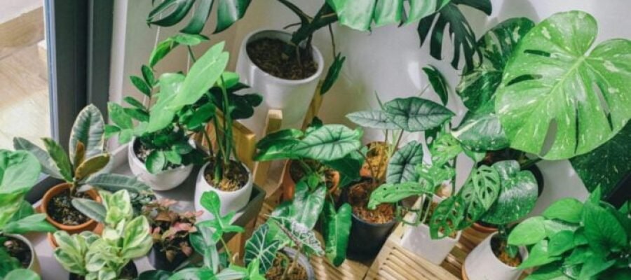 Fungicidas Alternativos 7 Dicas Para Proteger e Salvar Suas Plantas